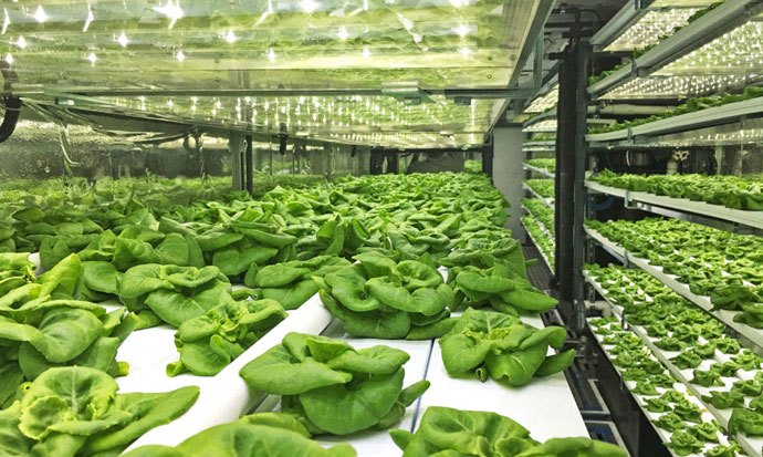 local roots shipping container farm