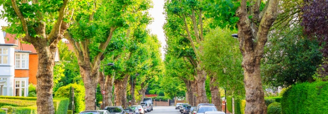 tree-lined street in London